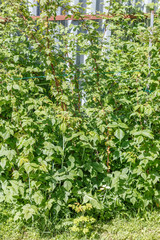 Fototapeta premium Raspberry in the vegetable garden. Household plot. Dacha.