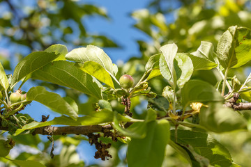 Little apples on the tree in the  garden. Household plot. Dacha.