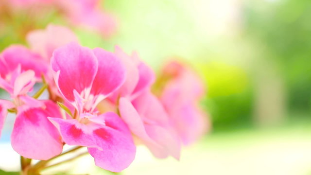 Pink flower in nature
