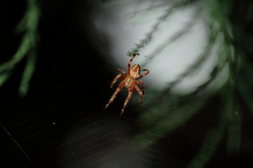 Moon_spider