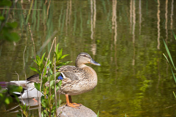 Ente am Biotop