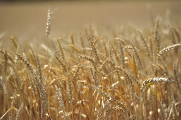 Fototapeta premium Wheat