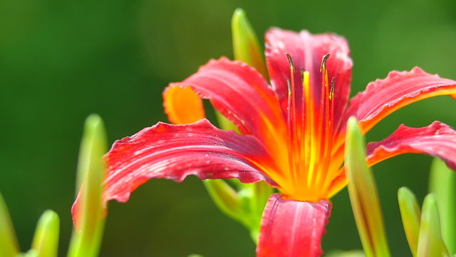 Macro footage of red flower