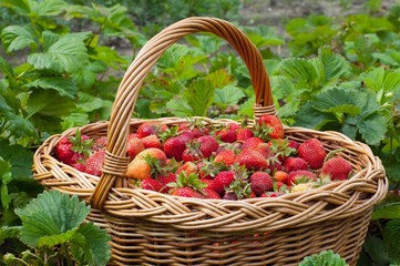 Organic strawberries