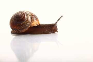 snail macro