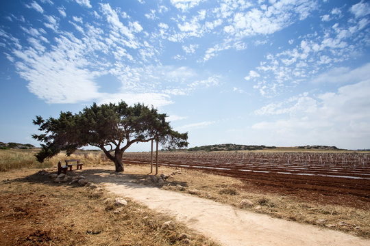 Tree of wishes in Cyprus