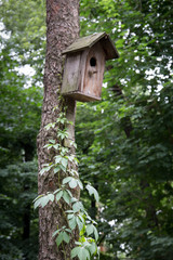 Old bird house