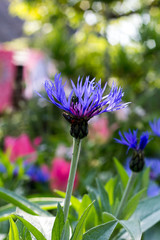 blue cornflowers in spring flower garden