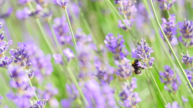 Lavender background with bee