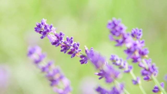 Lavender background with bee