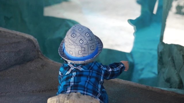 little boy looking in aquarium at zoo