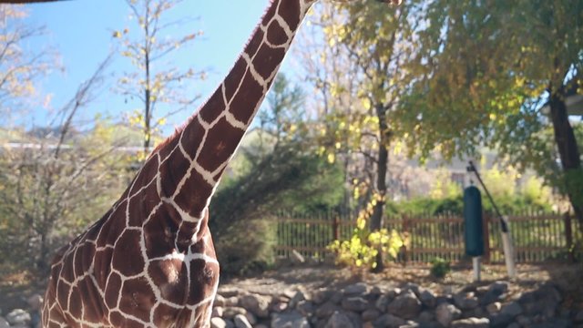 tilting shot of a giraffe at a zoo