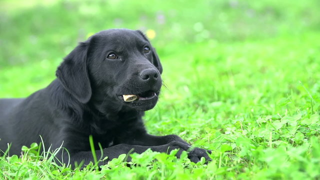 Cute dog on grass playing with bone in Slow motion