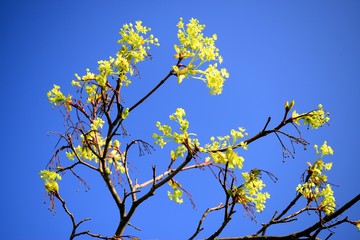 Maple tree blooming on blue sky background