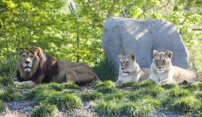 Un lion avec deux lionnes allongés nonchalamment