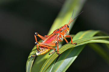 southeastern lubber grasshopper is landing on the grass
