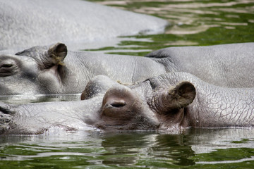 Fototapeta na wymiar hippopotames