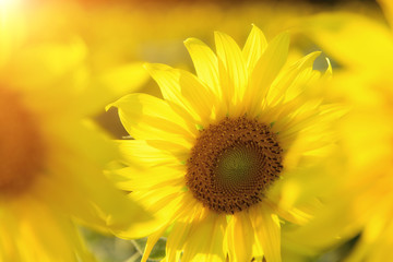 Obraz premium Sunflowers