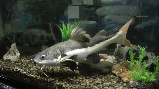 Phractocephalus hemiliopterus