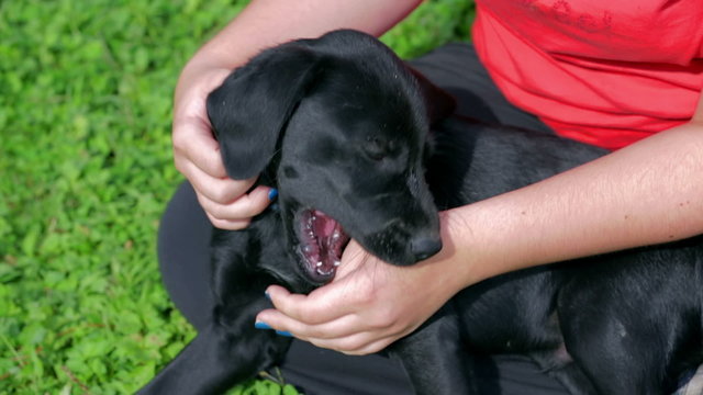 Young black dog bite woman hand