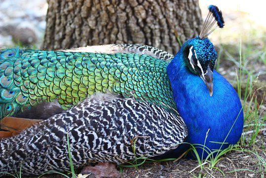 Fototapeta Feather of the peacock