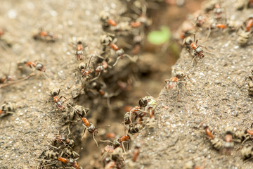 Swarm Of Ants Passing Food Over Abyss Macro