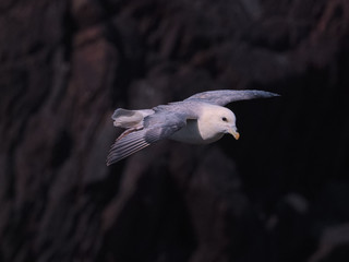 Northern Fulmar in flight over Skokholm Island cliffs 3