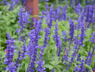 lavender in the park