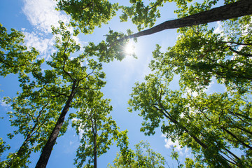 Trees in forest
