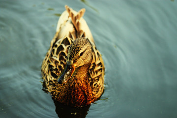 water duck flock of birds
