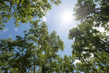 Trees in forest