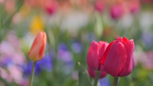 Beautiful tulip gardens in the springtime