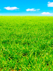 Fototapeta premium Summer Field