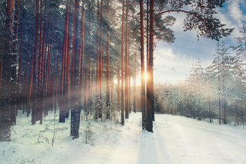 Obraz premium January winter landscape in the forest