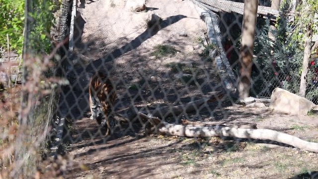 siberian tiger in zoo