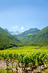 Fototapeta na wymiar Fields in Swiss and Alps on the background