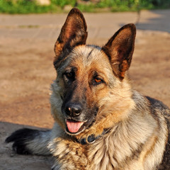 Shepherd dog in the yard
