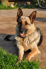 Shepherd dog in the yard