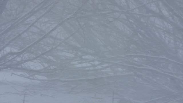 Trees in the major winter blizzard wind