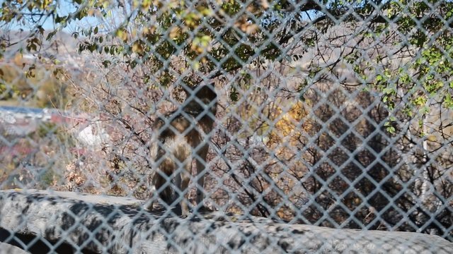 a wolf in a zoo