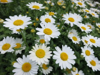 春の花　マーガレット　　