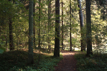 summer landscape in the forest