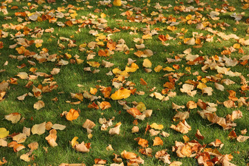 Fallen leaves on grass.