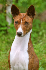 Obraz premium Basenji dog in a grass