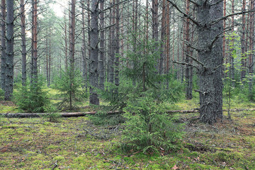 The path in the autumn forest