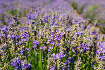 Obraz premium lavender field, Plateau de Valensole, Provence, France