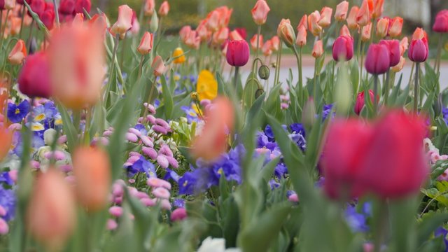 Beautiful tulip garden in the springtime rack focus