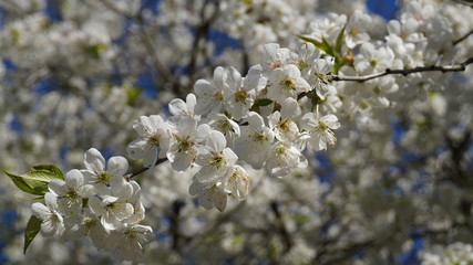 Природа