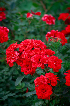 A Bunch Of Red Garden Roses