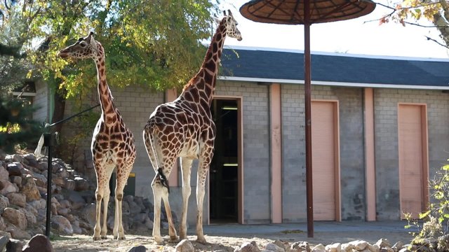 the giraffes at the zoo